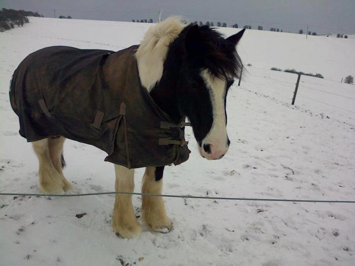 thomas in the snow thomas in the snow